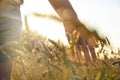 Female hand stroking rye ear in a field Royalty Free Stock Photo