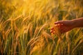 Female hand stroking touches of ripe ears of wheat at sunset Royalty Free Stock Photo