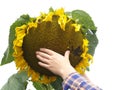 Female hand on a sunflower on a white background Royalty Free Stock Photo