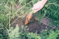 The female hand to pull out ripe carrot from the earth from a bed