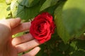 Female hand touch a red rose growing in a summer garden Royalty Free Stock Photo