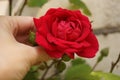 Female hand touch a red rose growing in a summer garden Royalty Free Stock Photo