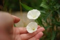 Female hand touch white flowers birch bindweed in the garden