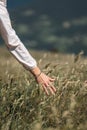 Female hand touches ears of ripe yellow wheat in a field A woman enjoys nature during the travel in country side.