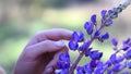 Female hand touches a flower close up