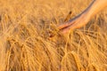 female hand touches the golden ear wheat, caresses ears wheat grains, concept natural agriculture, summer harvest, farm Royalty Free Stock Photo