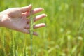 Female hand touches green ear of wheat Royalty Free Stock Photo