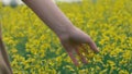 Female hand touches yellow flowers. Woman touching beautiful yellow flowers Royalty Free Stock Photo