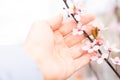 Female hand touching branch of pink blossoming fruit tree. Close up of spring cherry twig in a hand. Royalty Free Stock Photo