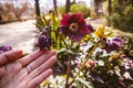 Helleborus flower Christmas or Lenten Rose in hand growing in spring garden. Royalty Free Stock Photo
