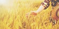 Female hand touching a golden wheat ear in the wheat field, sunset light, flare light Royalty Free Stock Photo