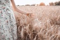 Female hand touching a golden wheat in the wheat field, sunset light