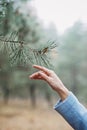 Female hand touching pine tree with water drops in the wild forest. Earth Day, save Earth, Forest ecology Royalty Free Stock Photo