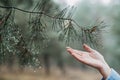 Female hand touching pine tree with water drops in the wild forest. Earth Day, save Earth, Forest ecology Royalty Free Stock Photo