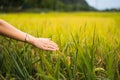 Female hand touching rice field plants Royalty Free Stock Photo