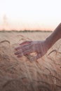 Female hand touching ripening yellow golden wheat rye ears in early summer in wheat field