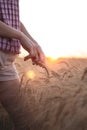 Female hand touching ripening yellow golden wheat rye ears in early summer in wheat field Royalty Free Stock Photo