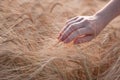 Female hand touching ripening yellow golden wheat rye ears in early summer in wheat field Royalty Free Stock Photo