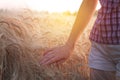 Female hand touching ripening yellow golden wheat rye ears in early summer in wheat field Royalty Free Stock Photo