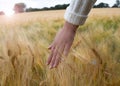 Female hand in a wheat field Royalty Free Stock Photo