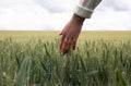 Hand in a wheat field Royalty Free Stock Photo