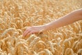 Female hand touching wheat ears in golden wheat field at sunrise, close-up view. Harvesting, organic farming concept Royalty Free Stock Photo