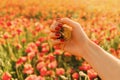 Female hand with travel compass in poppies field. Royalty Free Stock Photo