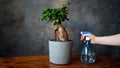 Female hand watering green leaves of houseplant using spray bottle. Ficus Ginseng plant. Indoor plants care concept. Royalty Free Stock Photo