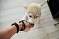 Female hand, wearing black leather hippie bracelets, holding small dog`s paw. White and light grey husky puppy, playing with his Royalty Free Stock Photo