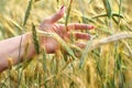 Female hand in wheat ears, hand in wheat sprouts sunny day, side beautiful light, summer close-up Royalty Free Stock Photo