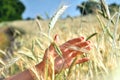 Female hand in wheat ears, hand in wheat sprouts sunny day, side beautiful light, summer Royalty Free Stock Photo