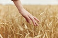 female hand Wheat field autumn season concept Royalty Free Stock Photo