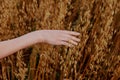 female hand wheat fields agriculture harvesting nature