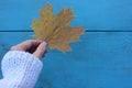 Female hand in white sweater with  yellow maple leave blue wooden table background. Hello autumn concept. Royalty Free Stock Photo