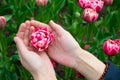 Female hands with ball shaped pink tulip with dark green leafs in the background