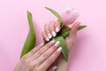 Female hands with beautiful manicure - white ivory oval nails with tulip flower on pink paper background, closeup Royalty Free Stock Photo