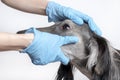 Female hands in blue medical gloves gently inspection eye of a gray greyhound dog. white background. veterinary concept