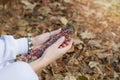 Female hands with bracelets hold a herbal fumigation twist when meditating outdoors. A bunch of field herbs for