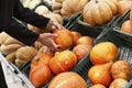 Female hands are choosing a pumpkin in the store. Close-up Royalty Free Stock Photo