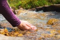 female hands close-up draw water from a mountain stream to quench thirst, drink from a clean source of water. tourist on Royalty Free Stock Photo