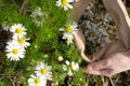Female hands collect fresh healing chamomile in a bag