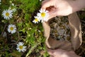 Female hands collect healing chamomile in a bag