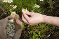 Female hands collect healing chamomile