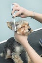 Female hands are combing the fur next to the ear with a Yorkshire Terrier dog comb. Royalty Free Stock Photo