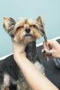 Female hands are combing the fur next to the ear with a Yorkshire Terrier dog comb. Royalty Free Stock Photo