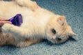 Female hands combing hair on the belly of a beautiful cream cat