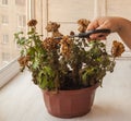 Female hands cut chrysanthemum Royalty Free Stock Photo