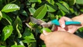 Female hands cutting a hedge with gardening sheers