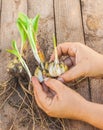 Female hands disconnect of bulbs Lilium candidum