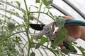 Prune the water shoots, suckers that grow between the stems and branches of the tomato with garden shears. Woman farmer cuts